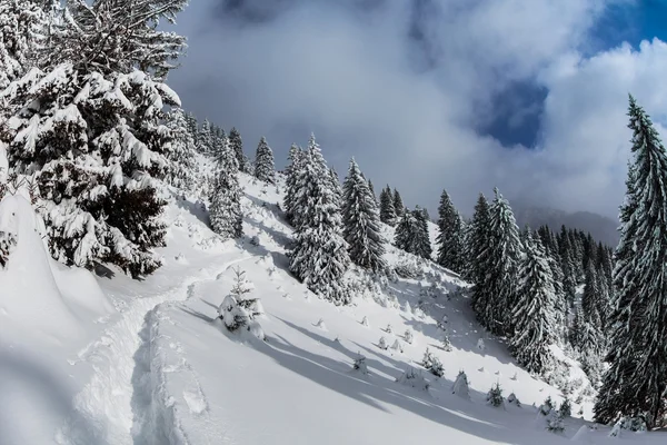 Kışın çam ormanı