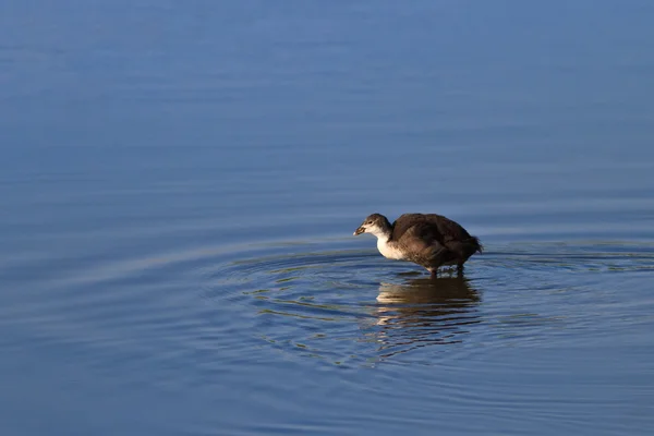 Κουτάβι της Ευρασίας (Fulica atra) — Φωτογραφία Αρχείου