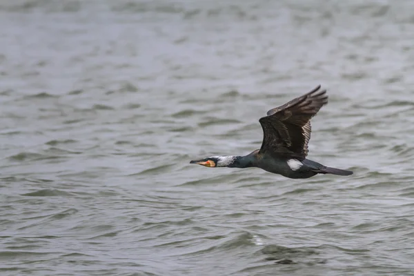 Баклан (phalacrocorax carbo  ) — стокове фото