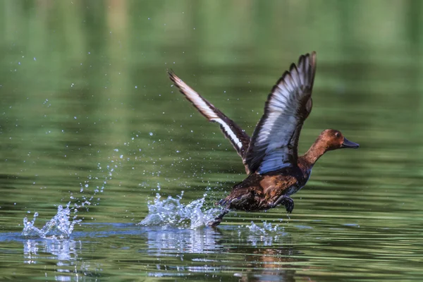 Wild duck — Stockfoto