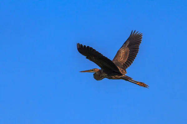 Garza roja (ardea purpurea ) — Foto de Stock