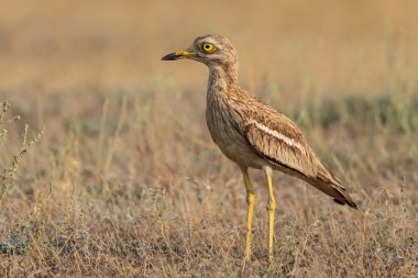 Eurasian Stone curlew (Burhinus oedicnemus) clipart