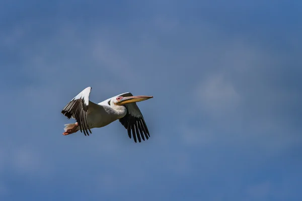 Pelicano branco (Pelecanus onocrotalus ) — Fotografia de Stock