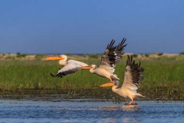 Beyaz Pelikan (pelecanus onocrotalus)