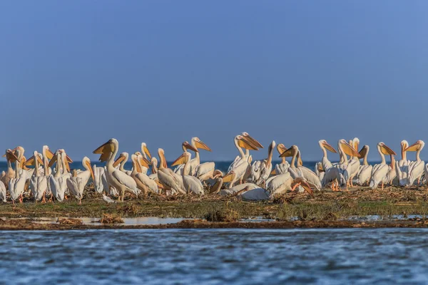 Pelicani bianchi (pelecanus onocrotalus ) — Foto Stock