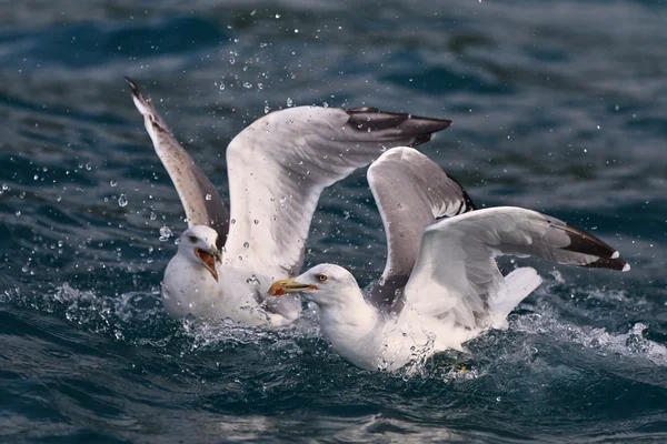 Gaviotas —  Fotos de Stock