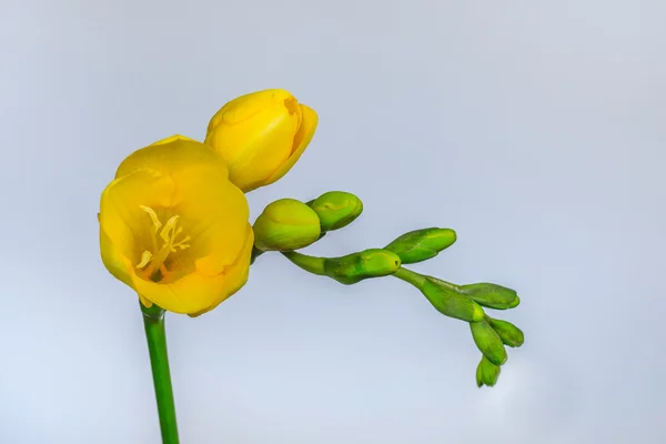 Frísia amarela — Fotografia de Stock