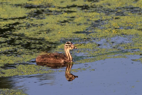 Giovane grande grebe crestato — Foto Stock