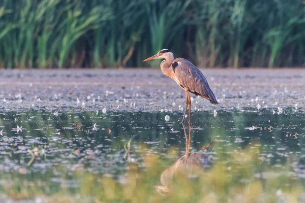 Reiger — Stockfoto