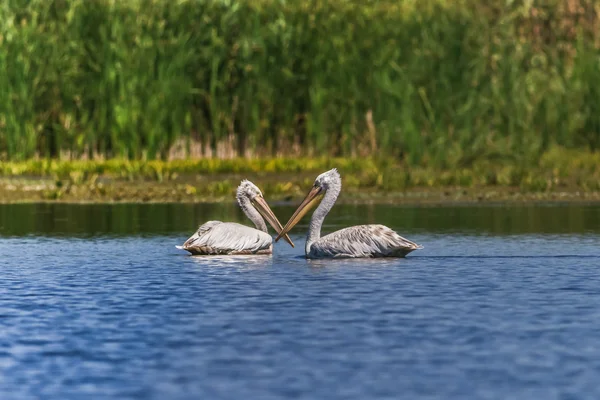 Dalmati Pelicans (Pelecanus crispus ) — Foto Stock