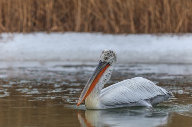Tepeli pelikan (Pelecanus crispus) kışın