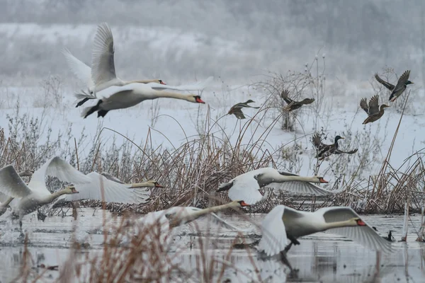 Łabędź krzykliwy (Cygnus cygnus) w zimie — Zdjęcie stockowe