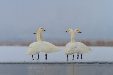 Ötücü kuğu (Cygnus cygnus) kışın