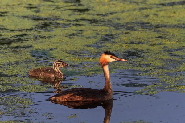 Gran Grebe Crestado — Foto de Stock