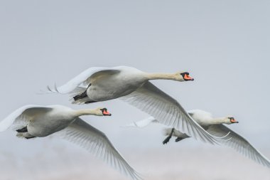 Ötücü kuğu (Cygnus cygnus) kışın