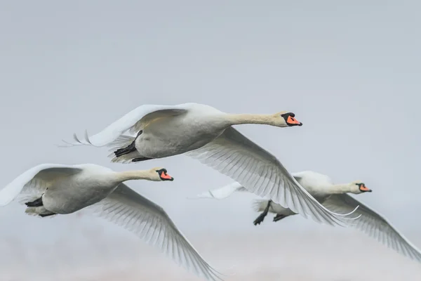 Αγριόκυκνοι Swan (Cygnus cygnus) το χειμώνα — Φωτογραφία Αρχείου