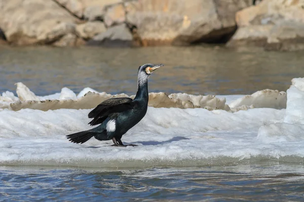 Cormorão (Phalacrocorax Carbo  ) — Fotografia de Stock