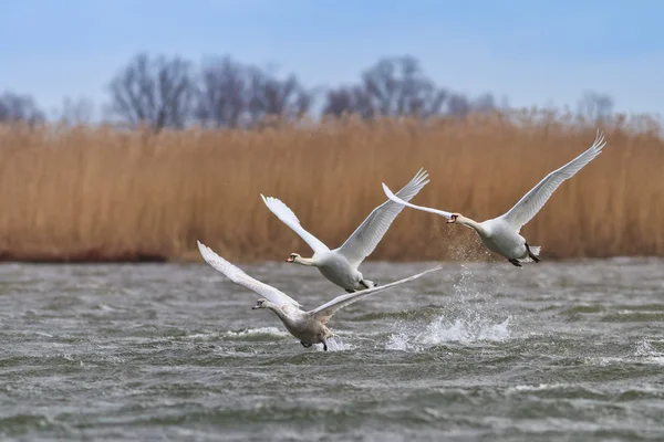 Cisnes brancos — Fotografia de Stock