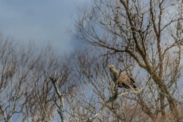 Witte tailed eagle — Stockfoto