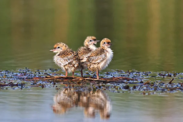 Gemensamma tärna ungen på sjön — Stockfoto