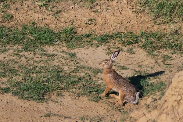 Avrupa kahverengi tavşan — Stok fotoğraf