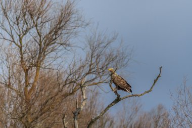 Beyaz kuyruklu kartal