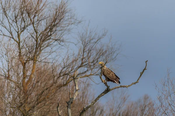 Witte tailed eagle — Stockfoto