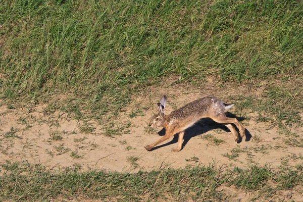 ヨーロッパ褐色野ウサギ — ストック写真
