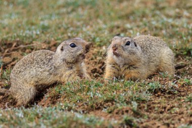 prairie dog (cynomys ludovicianus) clipart