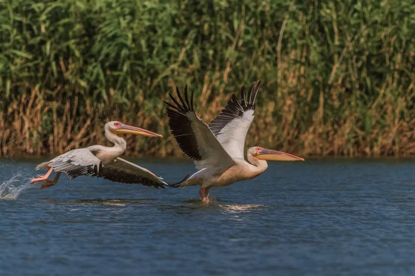 Pelícanos blancos (pelecanus onocrotalus ) —  Fotos de Stock