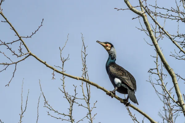 Баклан (phalacrocorax carbo ) — стокове фото