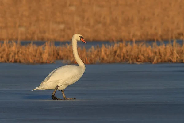 Whooper Swan (Cygnus cygnus) sul lago — Foto Stock