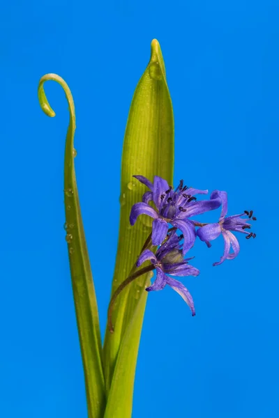 Modrá sněhová vločka — Stock fotografie