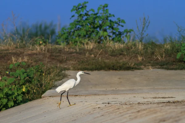 Küçük Egret (Egretta garzetta) — Stok fotoğraf