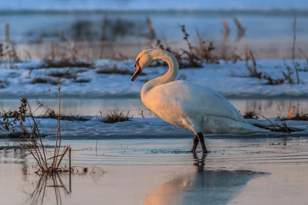 Łabędź krzykliwy (Cygnus cygnus) nad jeziorem — Zdjęcie stockowe