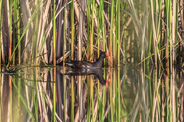 Moorhuhn (gallinula chloropus)) — Stockfoto