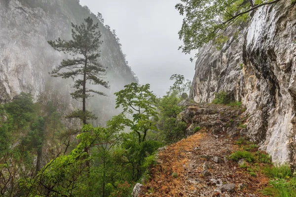 Tasnei Gorge — Stock Photo, Image