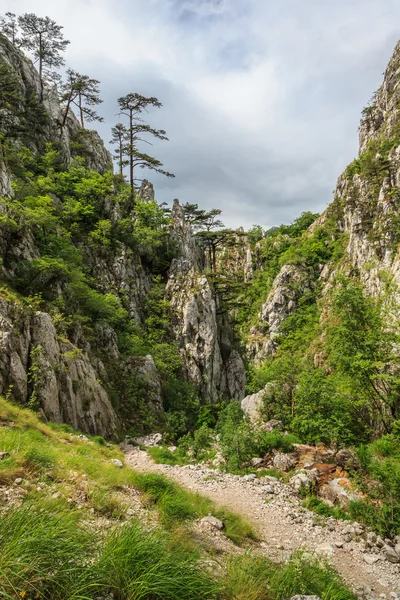 Tasnei Gorge — Stock Photo, Image