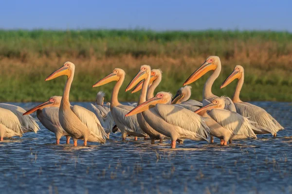 Λευκό Πελεκάνοι (pelecanus onocrotalus) — Φωτογραφία Αρχείου