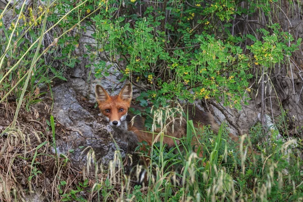 Rotfuchs — Stockfoto