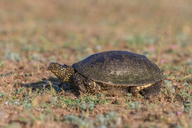 Avrupa bataklık kaplumbağa (emys orbicularis)