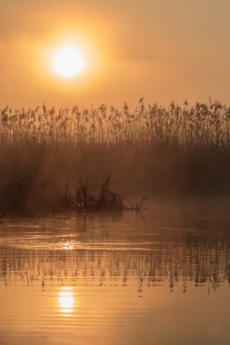 Sunrise sazlar arasında
