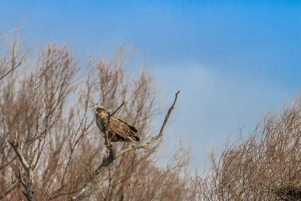 Witte tailed eagle — Stockfoto