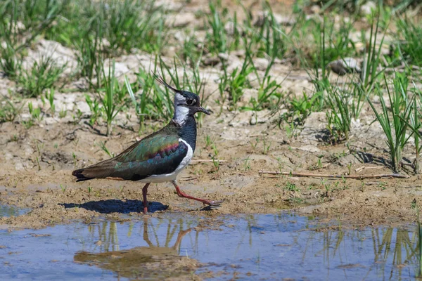 ラッピング （vanellus vanellus) — ストック写真