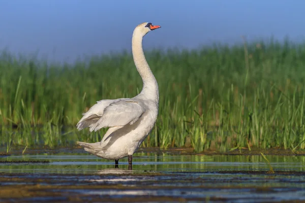 Whooper Swan (Cygnus cygnus) sul lago — Foto Stock