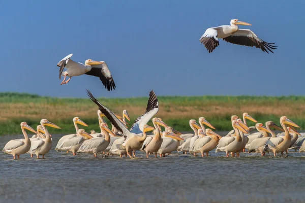 Białe pelikany (pelecanus onocrotalus) — Zdjęcie stockowe
