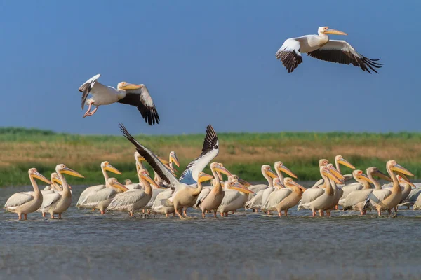 Pelícanos blancos (pelecanus onocrotalus ) — Foto de Stock