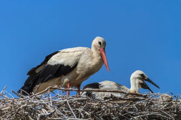 White storks — Stock Photo, Image