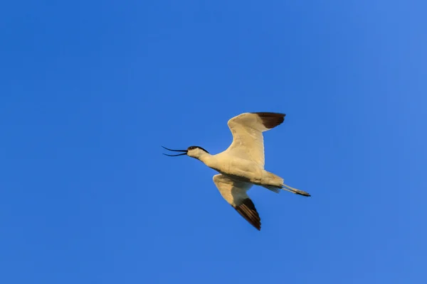 Pied Avocet (Tekrarlayan Avosetta) — Stok fotoğraf