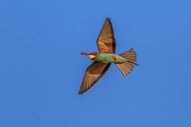 Avrupa Arı Yiyen (Merops Apiaster))